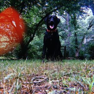 Meet your Posher, Sadie